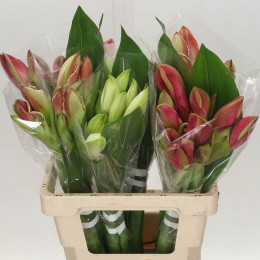 Hippeastrum Gem (Гиппеаструм Гем) В80