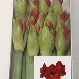 Hippeastrum Ferrari (Гиппеаструм Феррари) В75