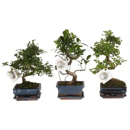 Бонсай, Смешанный в Керамической S-образной форме 15 см с блюдцем ( Bonsai Mixed In W15cm Ceramic S-