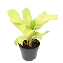Филодендрон "Малайское золото" ( Philodendron 'malay Gold' ) W 15 см H 50 см