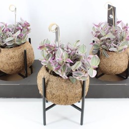 Arr3 Кокоплант-традесканция Промышленная ( Arr3 Kokoplant -tradescantia Industrial ) W 15 см H 27 см