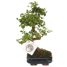 Бонсай ' ligustrum Sin.'В Керамической S-образной форме Диаметром 15 см С ( Bonsai 'ligustrum Sin.'