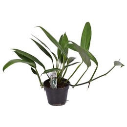 Эпипремнумом Амплиссимумом ( Epipremnum Amplissimum ) W 15 см H 30 см