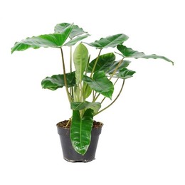 Филодендрон Берл Маркс P15 ( Philodendron Burle Marx P15 ) W 15 см H 60 см