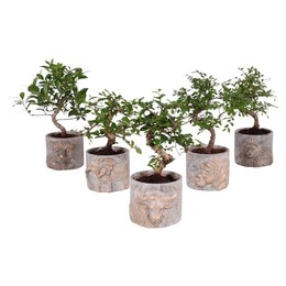 Бонсай смешанной S-образной формы в горшке размером 15 см, 5 штук ( Bonsai Mixed S-shape In W15cm Bi