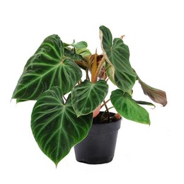 Филодендрон Веррукосум'incensi' ( Philodendron Verrucosum 'incensi' ) W 15 см H 25 см