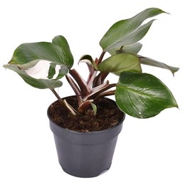 Филодендрон Белый Рыцарь ( Philodendron White Knight ) W 15 см H 45 см