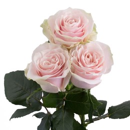 Роза PINK MONDIAL (ПИНК МОНДИАЛ) В70