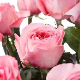 Роза PINK XPRESSION (ПИНК КсПРЕССИОН) В50
