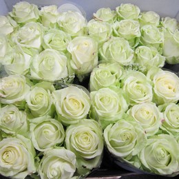 Rosa Gr Avalanche ( Аваланж ) В70 Чеховский Сад