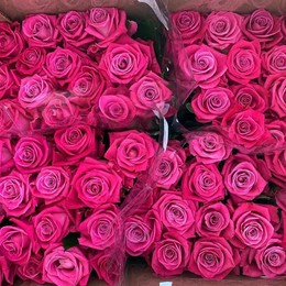 Rosa Gr Aisha ( Аиша ) В60 Чеховский Сад