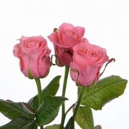 Rosa Gr Ancore ( Анкор ) В60 Чеховский Сад