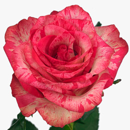 Rosa Gr Barracuda ( Баракуда ) В60 Чеховский Сад