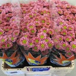 Chrysant Santini Kim (Хризантема Сантини Ким) В55