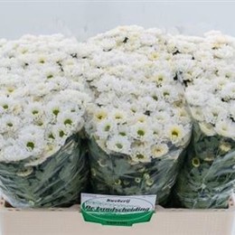 Chr Santini Rossi White (Хриз Сантини Росси Вайт) В55