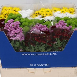 Chrys Santini Mix (Хризантема Сантини Микс) В55