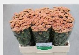 Chrys San Rossi Smokey (Хриз Сантини Росси Смоки) В55