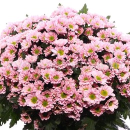 Chrys Santini Rossi Pink (Хриз Сантини Росси Пинк) В55