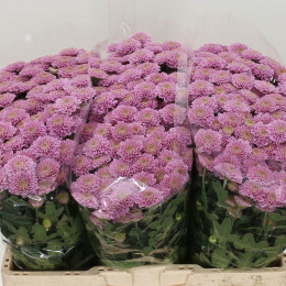 Chrys. San Ellison Pink (Хриз Сантини Эллисон Пинк)  В55
