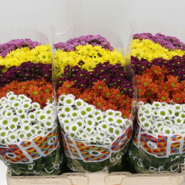 Chrys San Madiba Gem 5 Kl (Хриз Сантини Мадиба Гем 5 Кл) В55