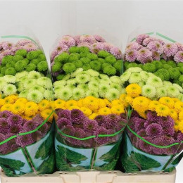 Chrys San Pompo Gem Bs(Хриз Сантини Помпо Гем) В55