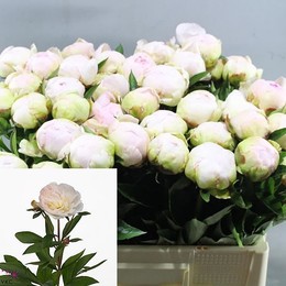 Paeonia Florence Nichoilis (Пион Флоренс Николис) В50
