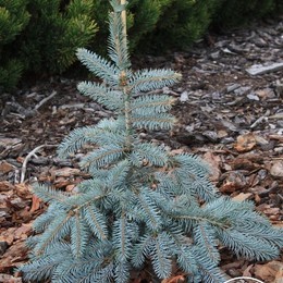 Ель колючая Argentea Pendula (Аргентеа Пендула)