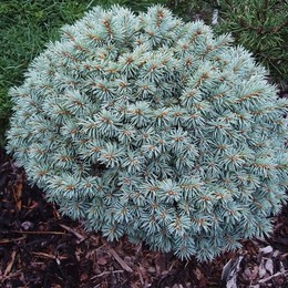 Ель колючая Blue Pearl (Плю Перл)
