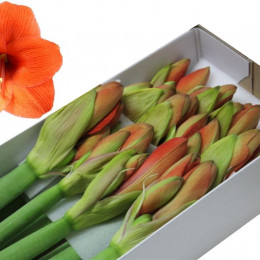 Hippeastrum Naranja (Гиппеаструм Наранья) В75