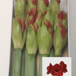 Hippeastrum Ferrari (Гиппеаструм Феррари) В80