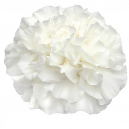 Dianthus St Everest (Гвоздика ст Эверест) В60