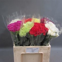Dianthus Gem (Гвоздика Микс ) В60