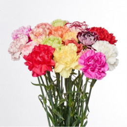 Dianthus GEM Baku (Гвоздика Микс Баку) В70