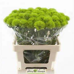 Dianthus br green trick (Гвоздик бр грин трик) В50