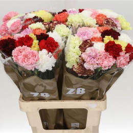 Dianthus st mix in bucket(Гвоздика ст Микс ин букет) В55