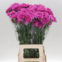 Dianthus St Farida (Гвоздика одн. Фарида) В70