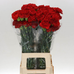 Dianthus st grand slam(Гвоздика ст Гранд Слэм) В60