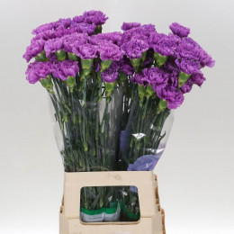 Dianthus St Florigene Moonlite (Гвоздика Флориджен Мунлайт) В70