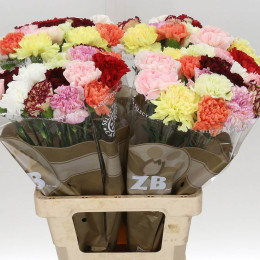 Dianthus st mix in bucket(Гвоздика ст Микс ин букет) В60