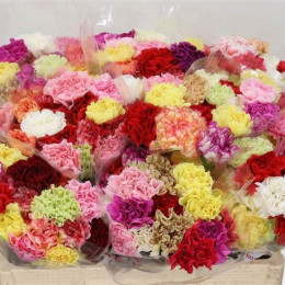 Dianthus st mix in bucket(Гвоздика ст Микс ин букет) В65
