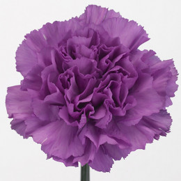 Dianthus st moonlite(Гвоздика ст Мунлайт)В60