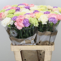 Dianthus St Mix Pastel (Гвоздика ст Микс Пастел) В65