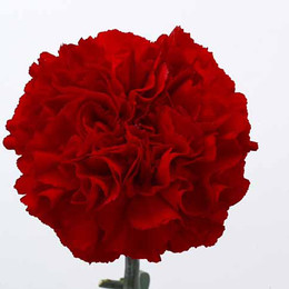 Dianthus st grand slam(Гвоздика ст Гранд Слэм) В55
