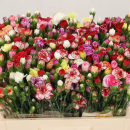 Dianthus tr mix in bucket(Гвоздика тр Микс ин букет) В55
