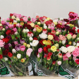 Dianthus tr mix in bucket(Гвоздика тр Микс ин букет) В60