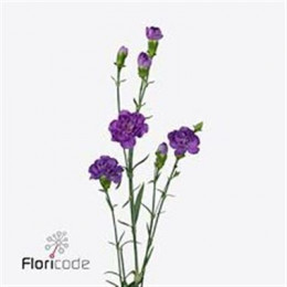 Dianthus tr florigene moonberry (Гвоздика тр. флориджен мунберри) В65