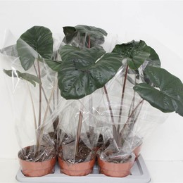 Алоказия Другое ( Alocasia Other ) W 17 см H 65 см