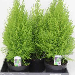 Купрессус Ма Голдкрест ( Cupressus Ma Goldcrestw ) W 17 см H 55 см