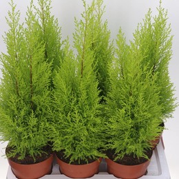 Купрессус Ма Голдкрест ( Cupressus Ma Goldcrestw ) W 17 см H 60 см