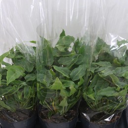 Филодендрон Ксанаду ( Philodendron Xanadu ) W 17 см H 35 см